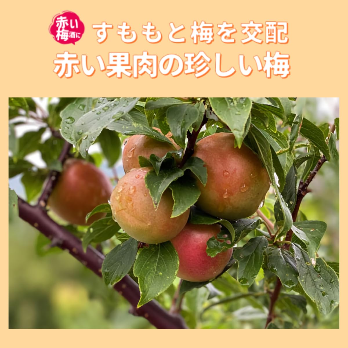 Amazon.co.jp: 【販売中】 産地直送 露茜 つゆあかね A級B級 混合 梅と